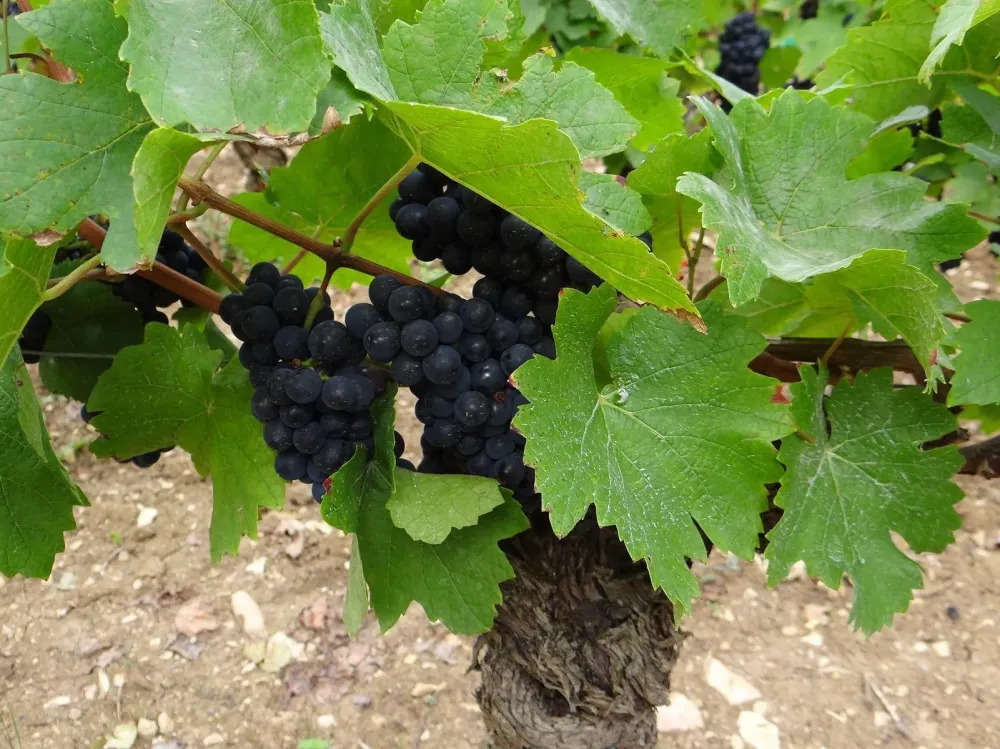 Vin de Bourgogne à Mercurey