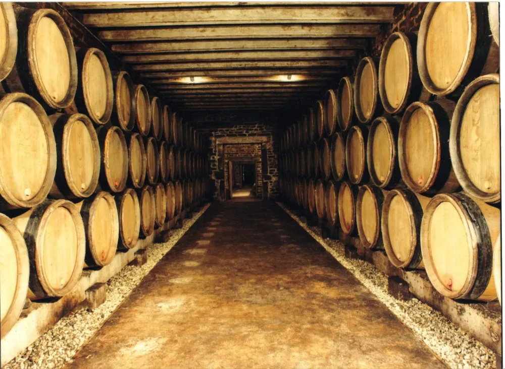 Chardonnay à Mercurey