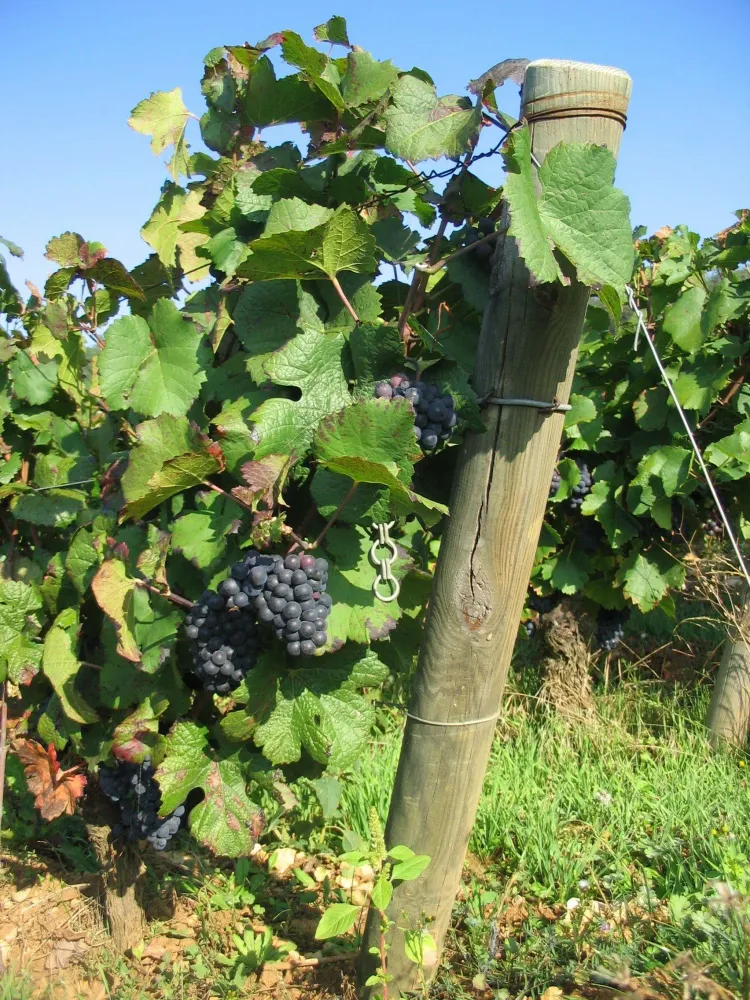 Vin rouge à Mercurey