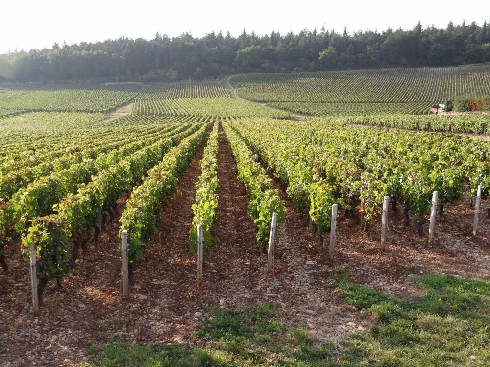 Clos l'evêque à Mercurey