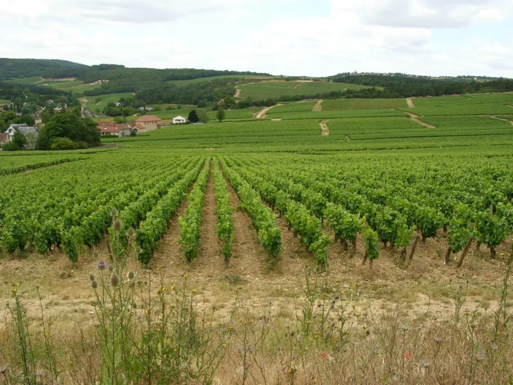 Champs martin à Mercurey