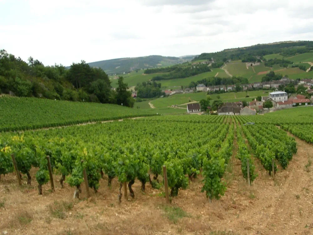 Vin blanc à Mercurey